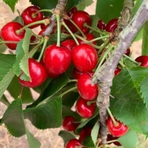 HillHouseFarmCherries10