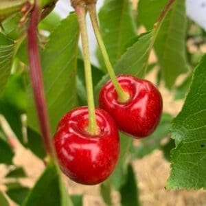HillHouseFarmCherries4