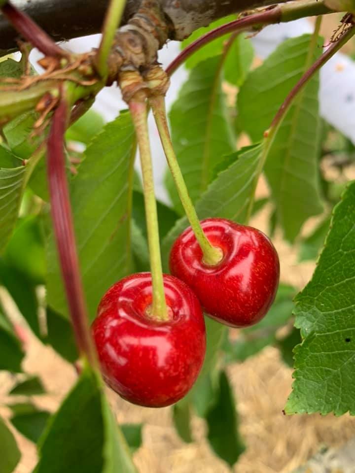 HillHouseFarmCherries4 HillHouseFarmCherries4