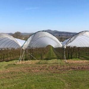 HillHouseFarmCherries6_squ