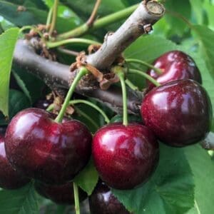 HillHouseFarmCherries9